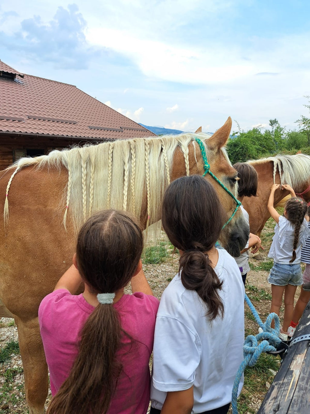 fotografie impletire coama cai inainte de activitatile de peste zi
