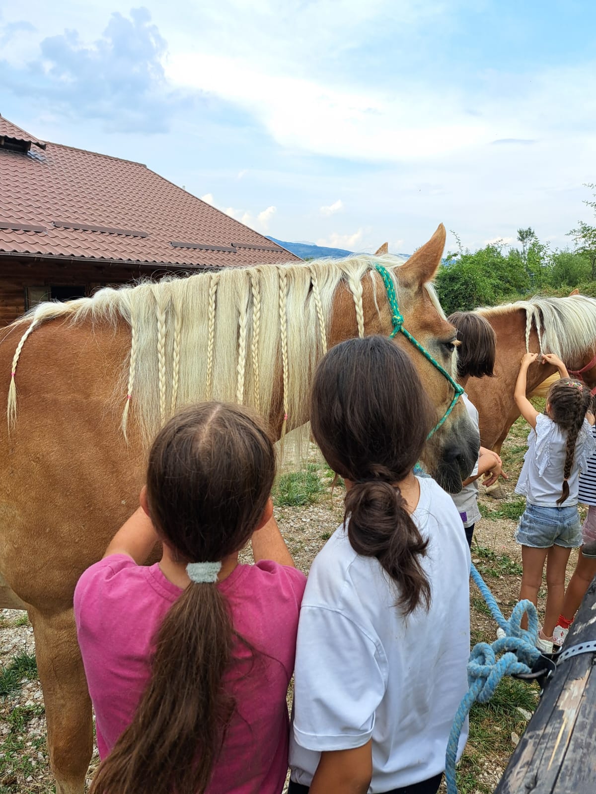 fotografie impletire coama cai inainte de activitatile de peste zi