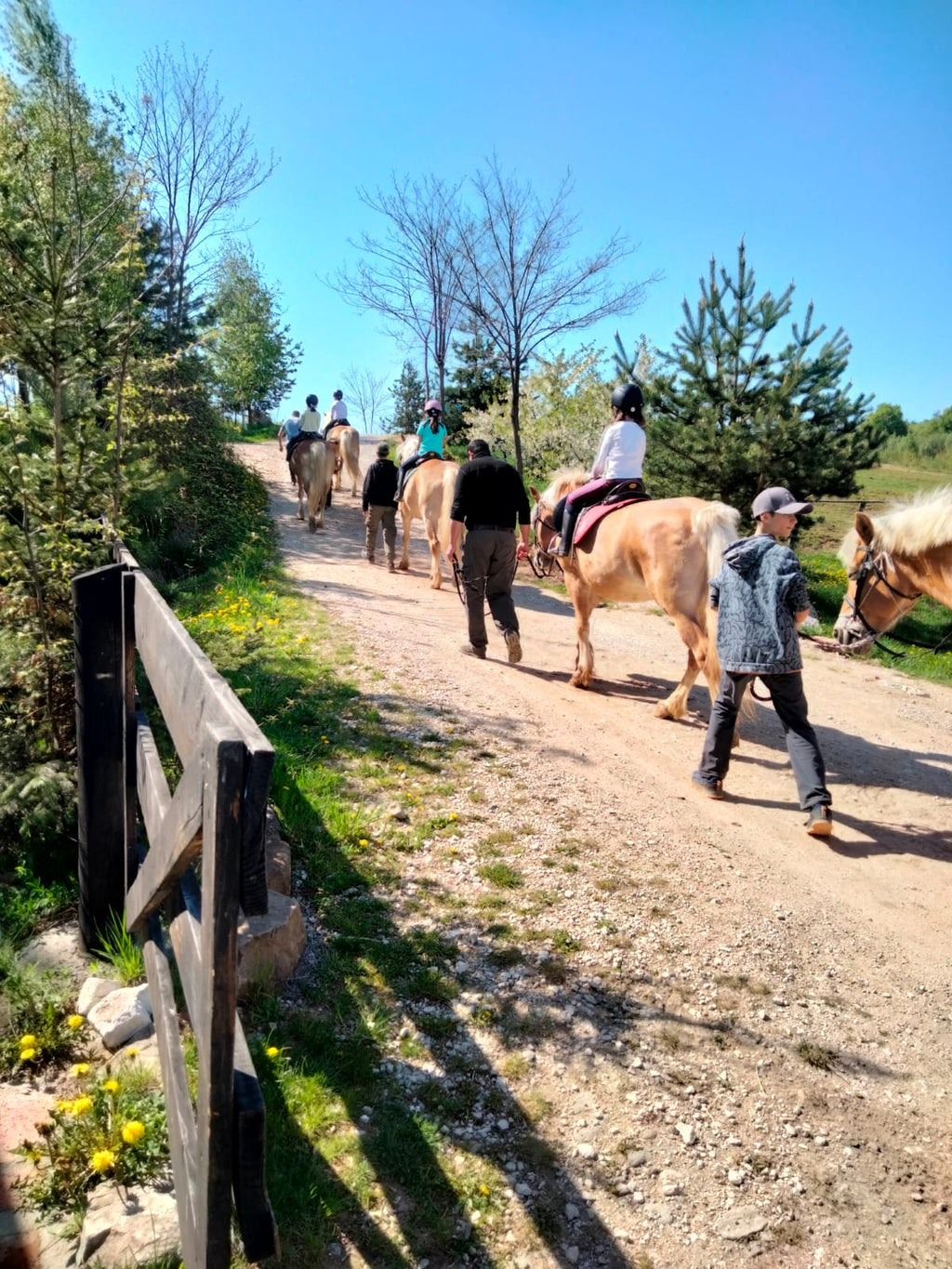 plecare in drumetie calare începători pe cai Haflinger